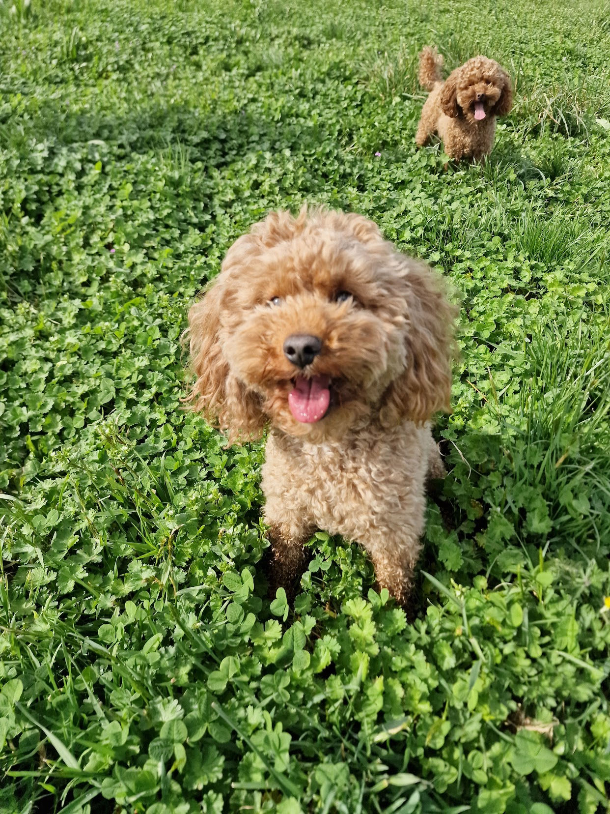 Milly e Penny