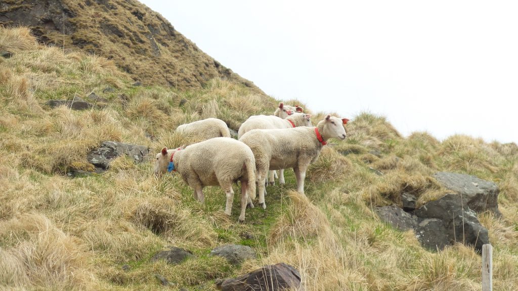 pecore ad eggum lofoten
