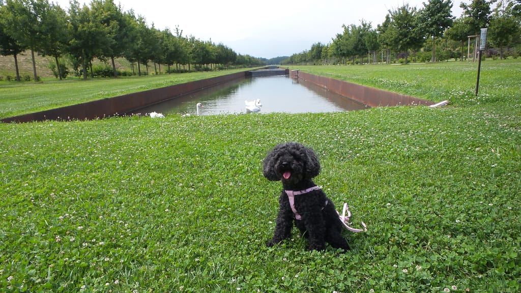 cane-venaria-reale