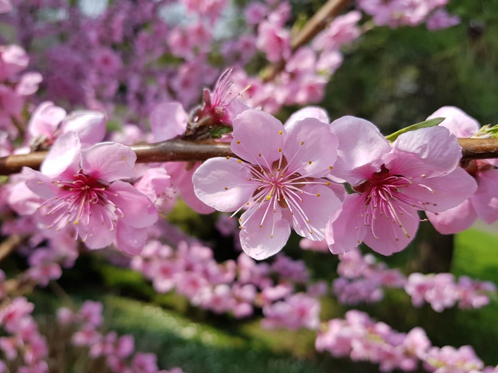 Fiori di pesco