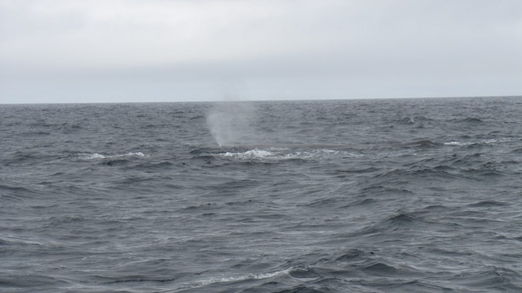 Un capodoglio ad Andenes, Norvegia