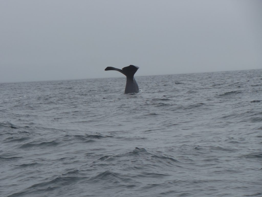 Il tuffo in mare della balena