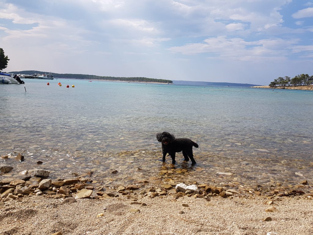 Le spiagge per cani di Rab: Padova II
