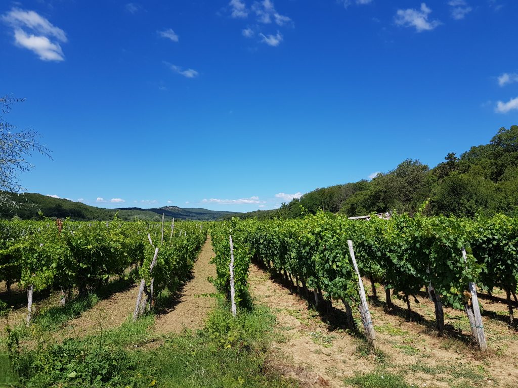 I vigneti di Vrbnik