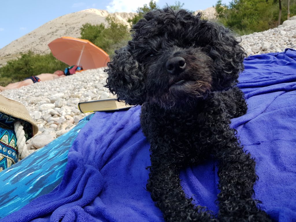 Cane in spiaggia in Croazia