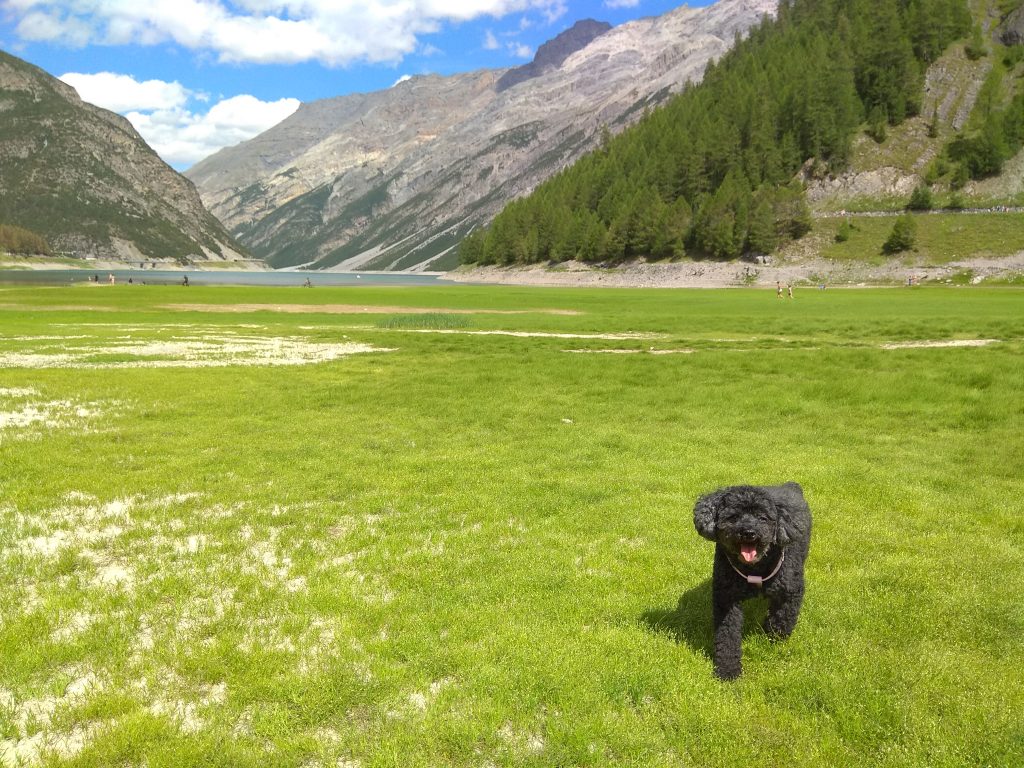Dove andare in vacanza con il cane: lago di Livigno