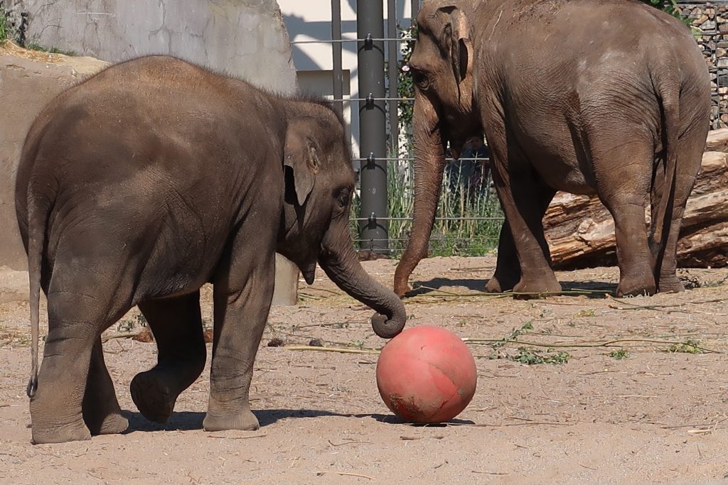 Cosa vedere nel quartiere Plantage: Artis royal zoo di Amsterdam