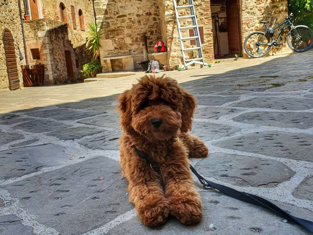 Vacanze in Toscana con il cane: il borgo di Montemerano