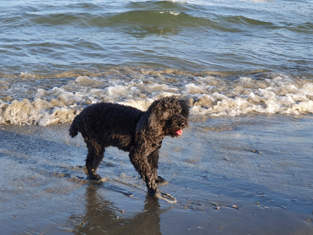 Vacanze in Toscana con il cane: le spiagge