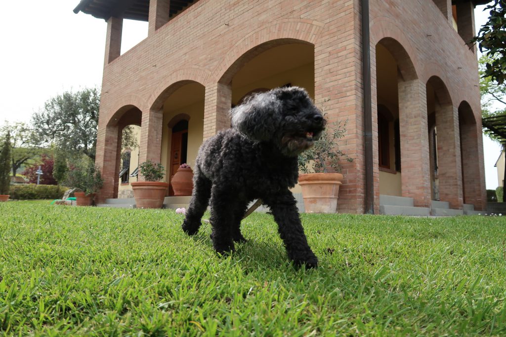 Lizzie all'Agriturismo Raccianello