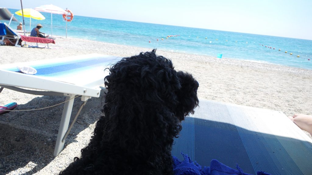 Portare il cane in spiaggia: evitare le ore più calde