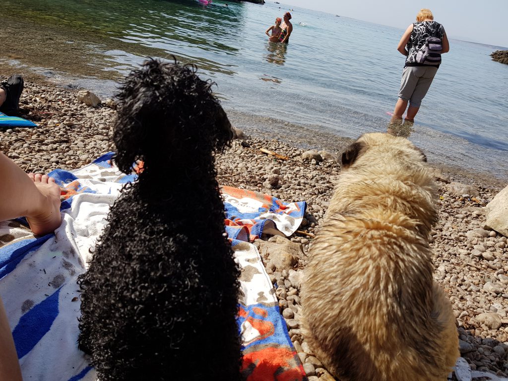 amicizia tra cani in spiaggia