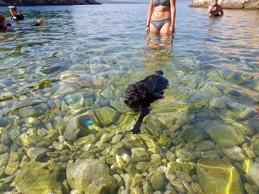 In spiaggia con il cane: Lizzie in mare