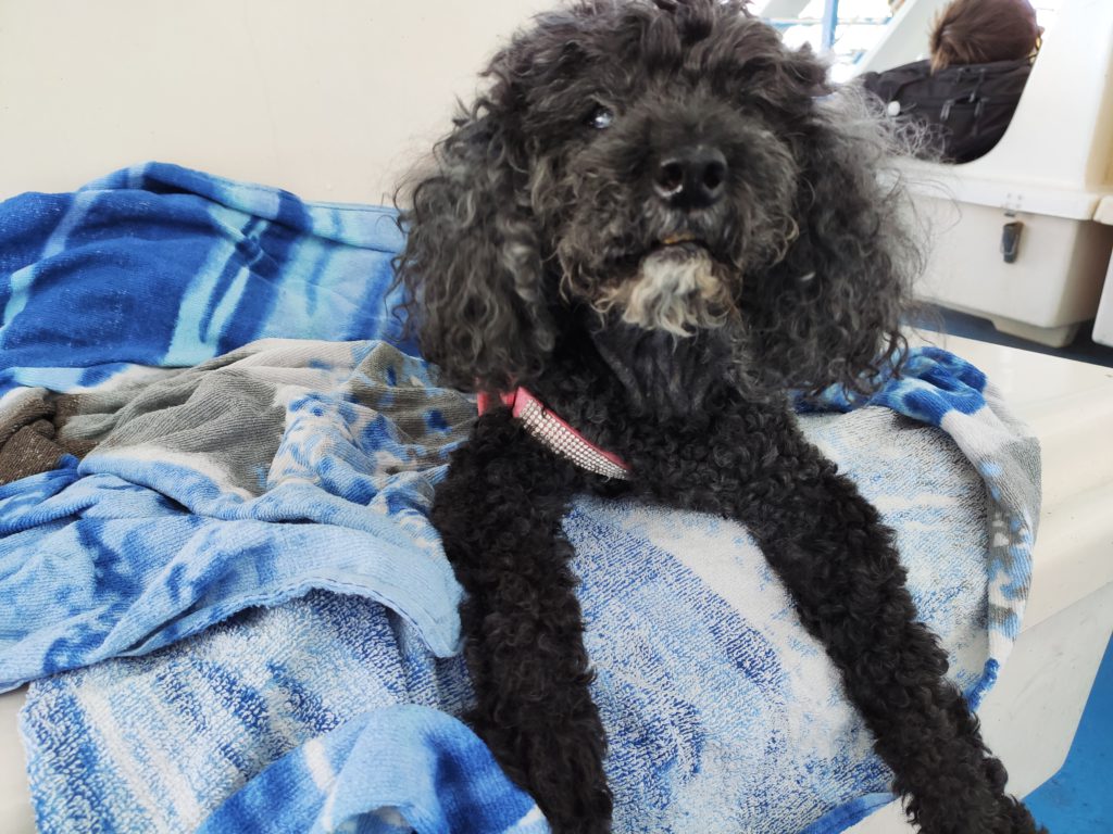 La nostra Lizzie sul traghetto Moby