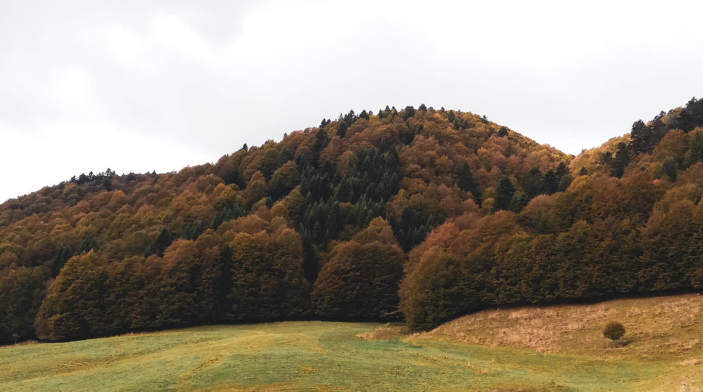 Dove vedere il foliage in Veneto: il Cansiglio