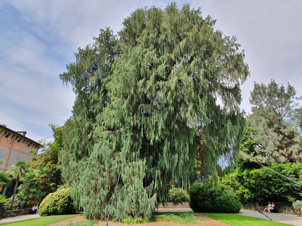 cipresso del Cashmir