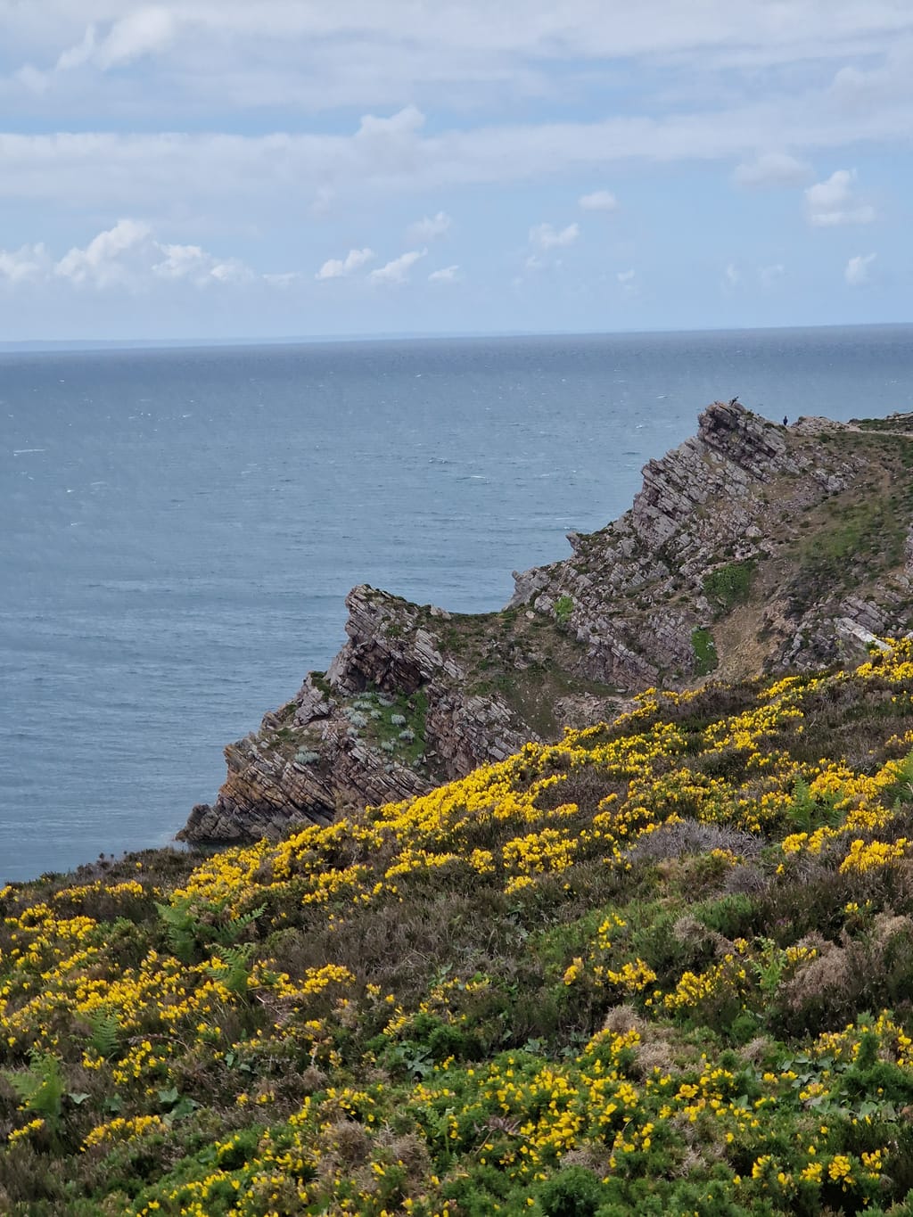 Le scogliere di arenaria rosa di Cap d'Erquy con le ginestre in fiore