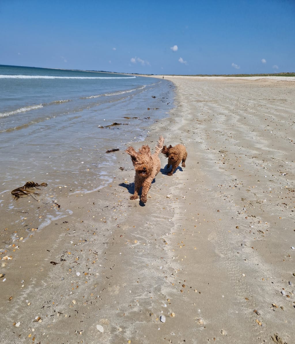 Milly e Penny che corrono libere sulla Spiaggia de Mané Guen