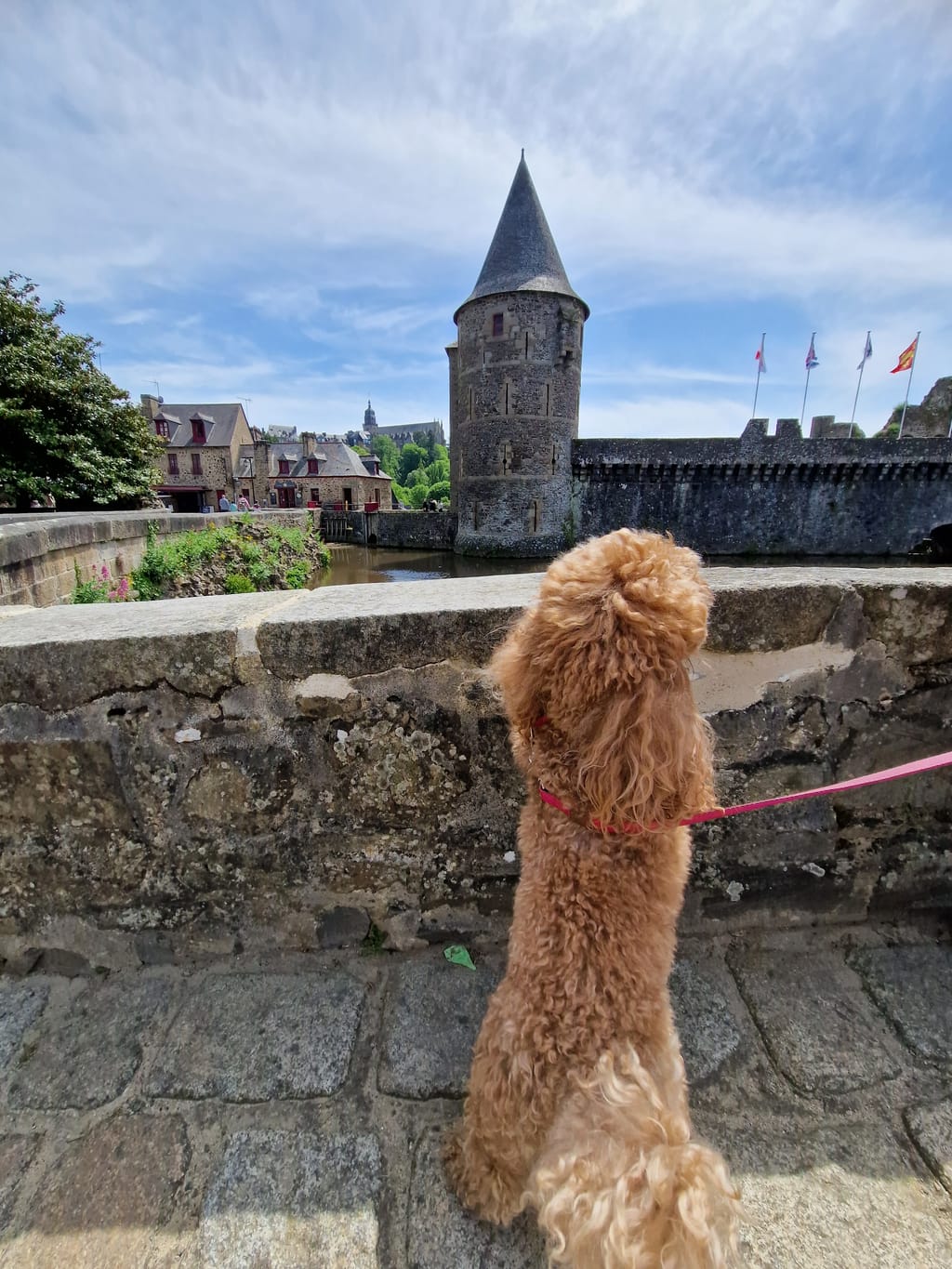Una delle cagnoline davanti al maniero del Parc Botanique de Haute-Bretagne