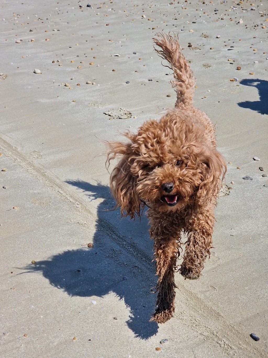 Una delle cagnoline tutta bagnata sulla sabbia della Plage de Mané Guen