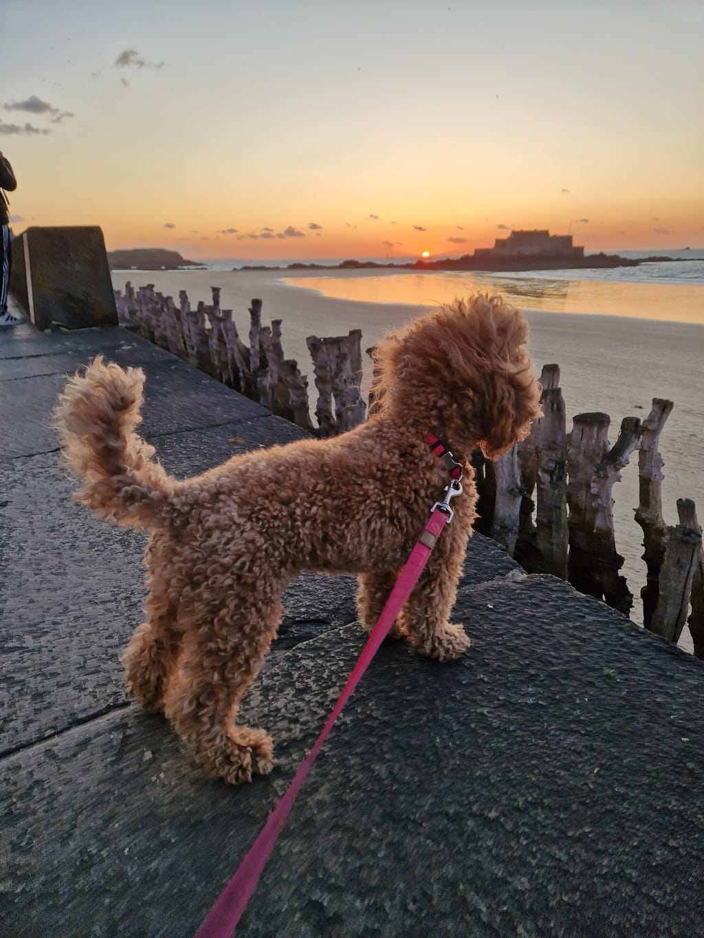 Una delle nostre cagnoline al tramonto sulla spiaggia di Saint-Malo tra i frangiflutti di legno