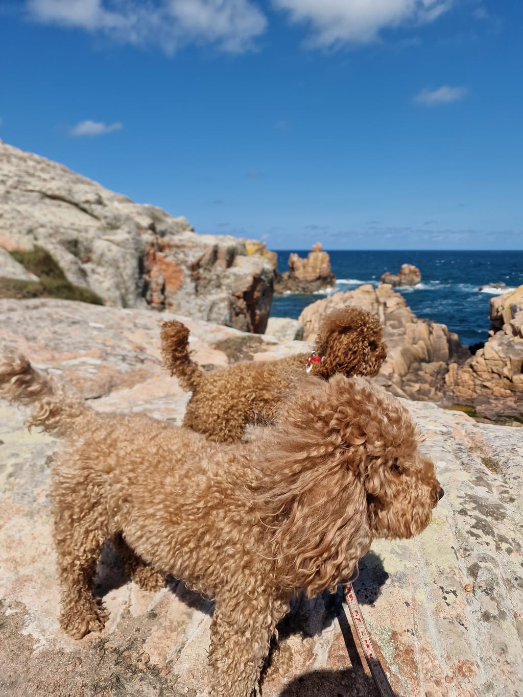 Milly e Penny sugli scogli di granito affacciati sull'oceano lungo il GR34